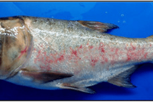 Fish disease close-up