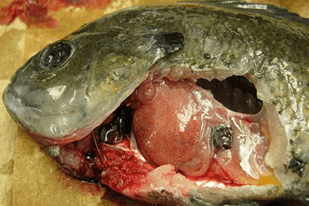 Fish disease close-up