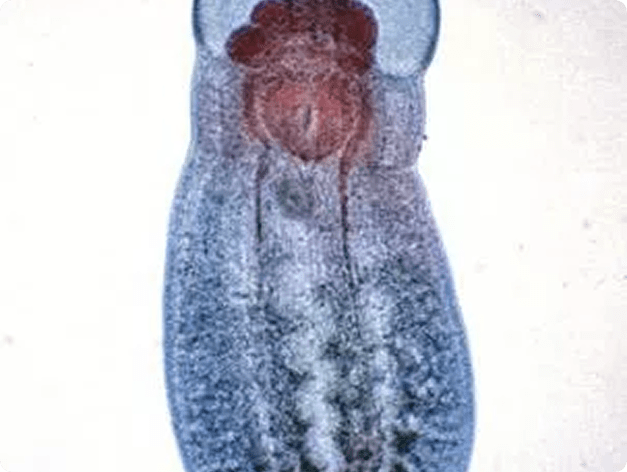 Posthodiplostomum minimum Adult