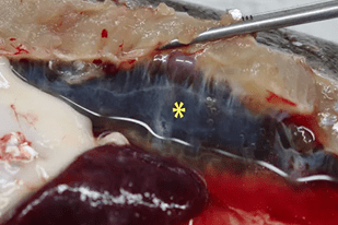 Fish disease close-up