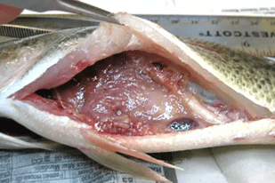 Fish disease close-up