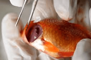 Fish disease close-up