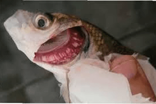 Fish disease close-up