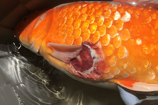 Fish disease close-up