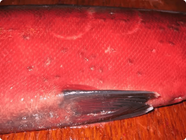 Puckered Scales Caused by Myxobolus squamalis Cysts
