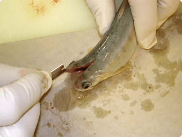 Rainbow Trout Being Sectioned for Myxobolus cerebralis Detection