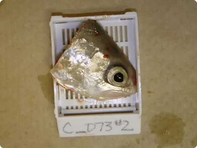 Rainbow Trout Half-Head in Histology Cassette