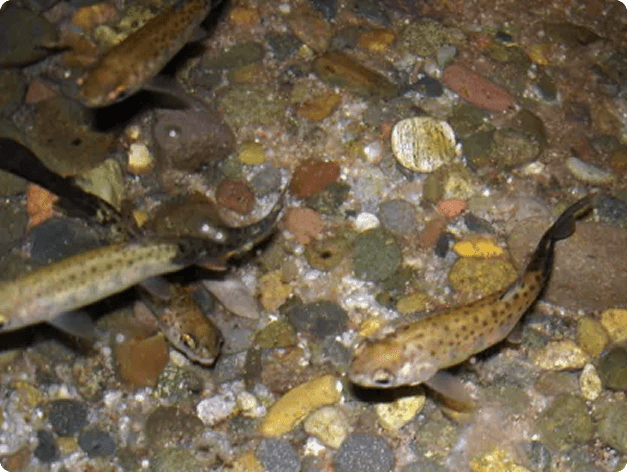 Rainbow Trout Infected with Myxobolus cerebralis