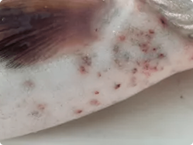 Red Spots on Rainbow Trout Caused by Myxobolus squamalis