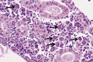 Fish disease close-up
