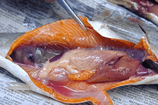 Fish disease close-up