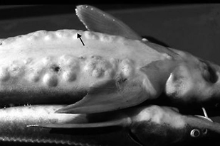 Fish disease close-up