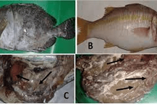 Fish disease close-up