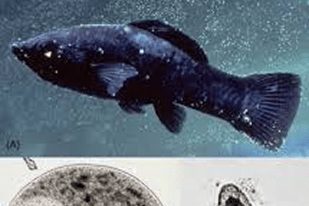 Fish disease close-up