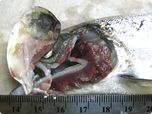 Salmincola Adults on Gills of Salmon