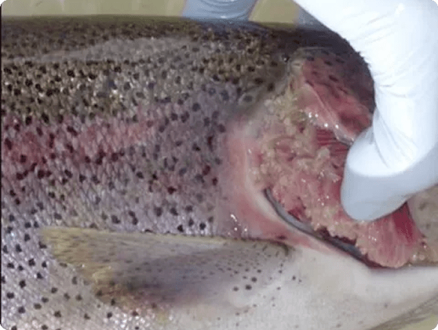 Salmincola Adults on Gills of Trout