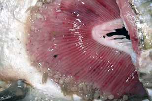 Fish disease close-up