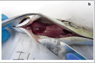 Fish disease close-up
