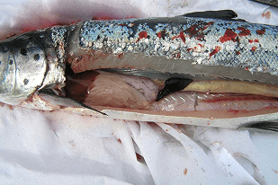 Fish disease close-up