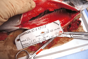 Fish disease close-up