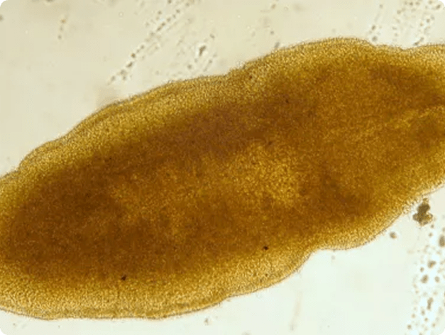 Sanguinicola in Whole Animal