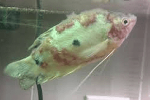 Fish disease close-up