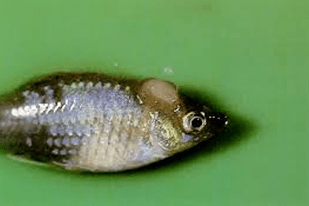 Fish disease close-up