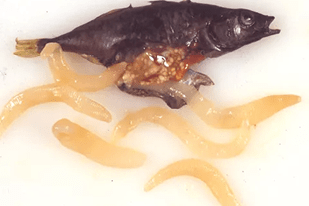Fish disease close-up