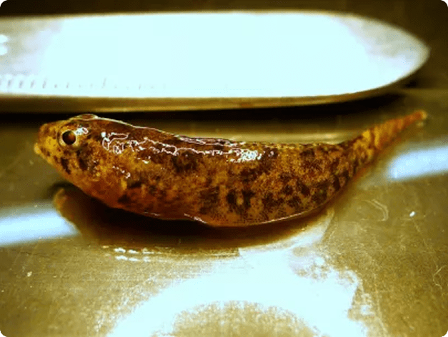 Fish disease close-up
