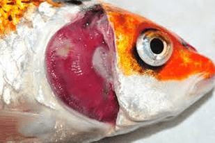 Fish disease close-up