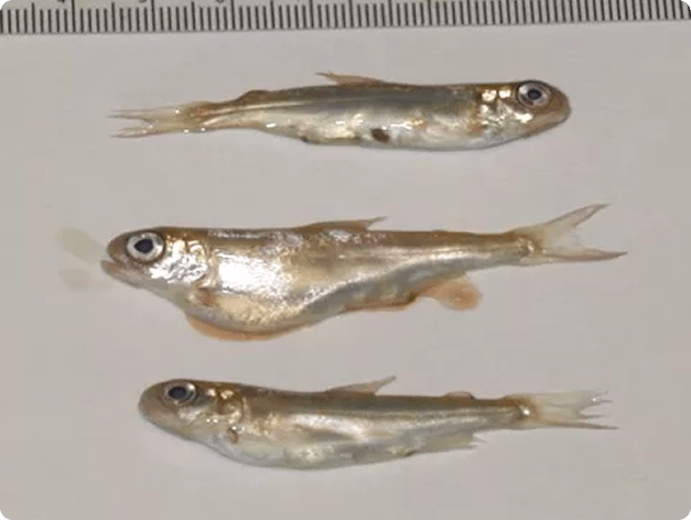 Small fish with inflamed kidneys due to BKD