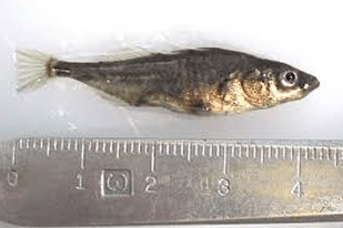 Fish disease close-up