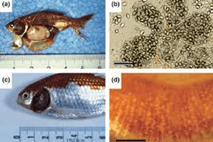 Fish disease close-up