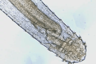 Fish disease close-up