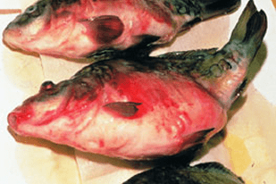Fish disease close-up