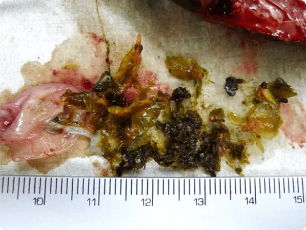 Fish disease close-up