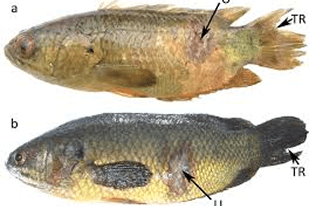 Fish disease close-up