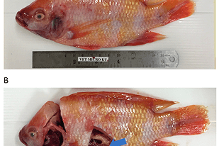 Fish disease close-up
