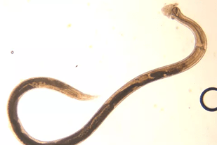 Fish disease close-up