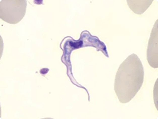 Trypanosomes