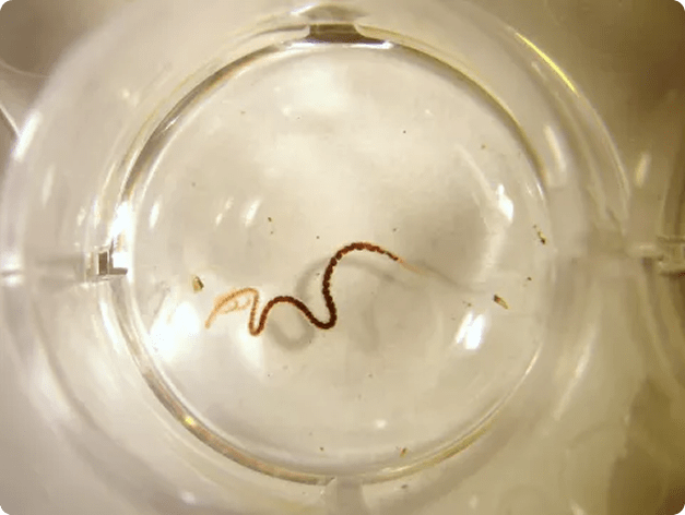 Fish disease close-up
