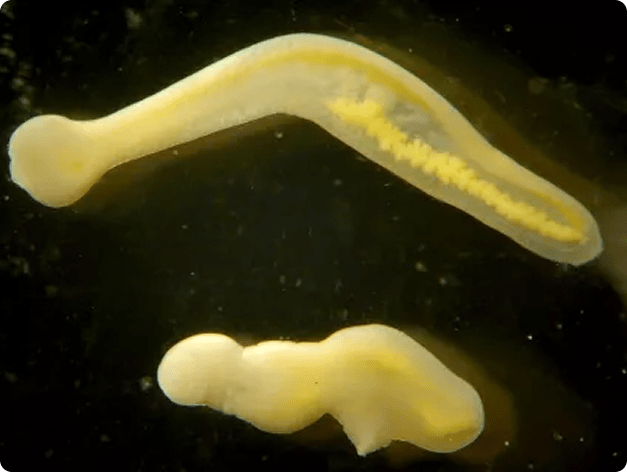 Two Clinostomum Metacercariae After Emerging from Their Fish Host