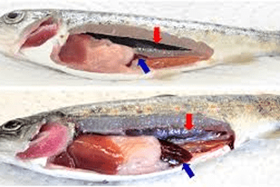 Fish disease close-up