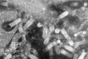 Fish disease close-up