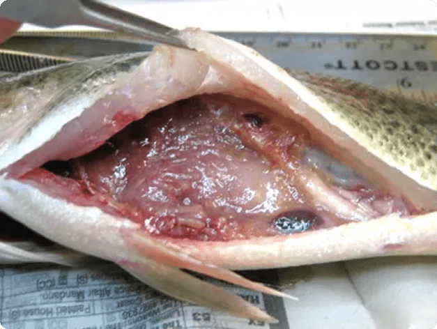 Visceral Adhesions due to Proteocephalus ambloplitis