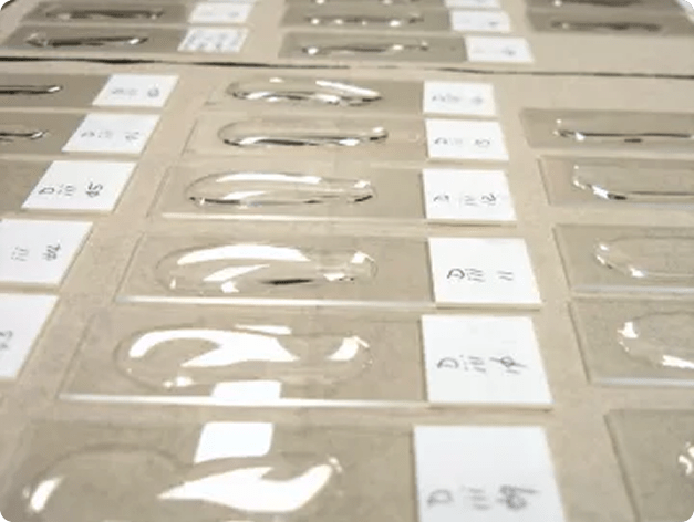 Waterborne Actinospores Being Dried onto Glass Slides for Later Detection and Enumeration After Staining