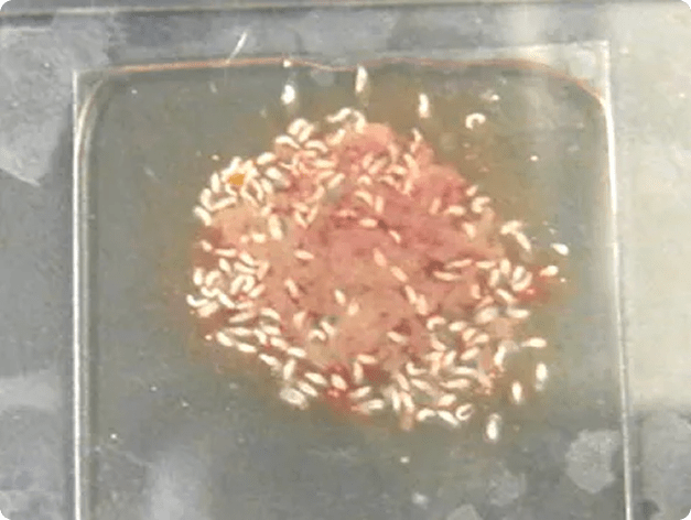 White Grubs in Fresh Tissue Squash