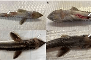 Fish disease close-up