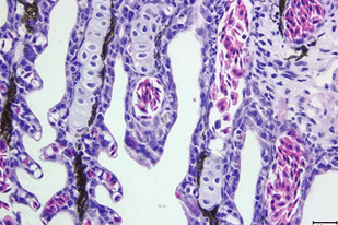 Fish disease close-up