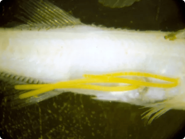 Yellow Egg Sacs of Anchor Worms